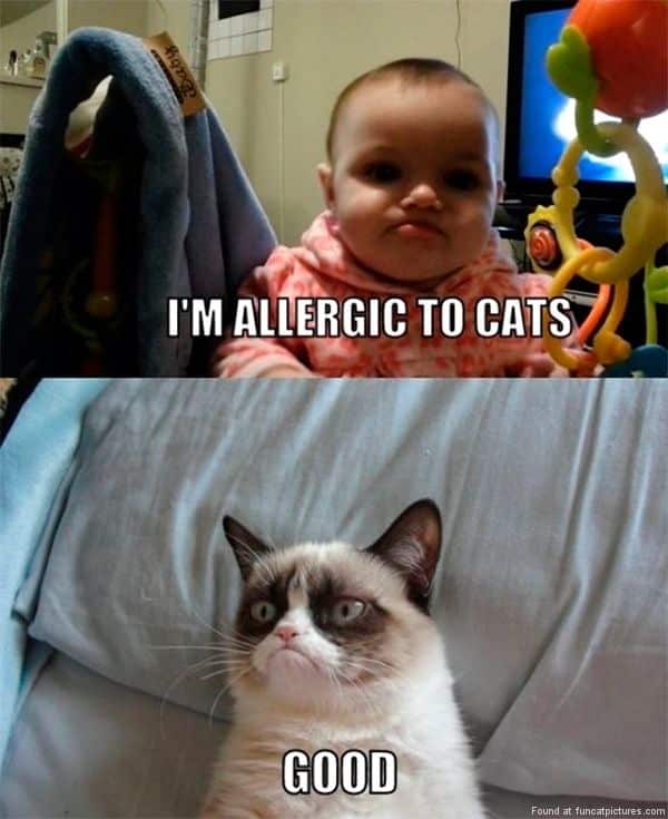 Grab Hold Of the Shocking Funny Cat Allergy Pictures