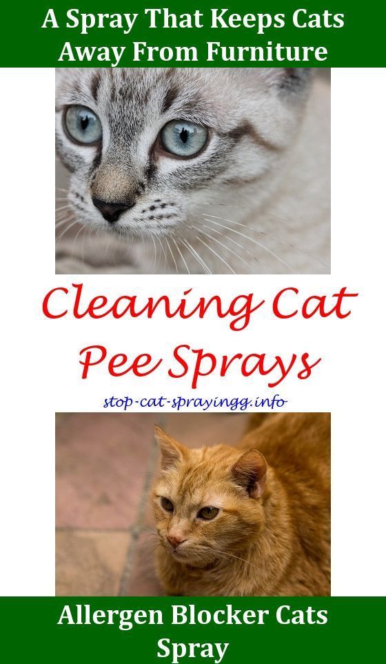 Groom Cat Show Spray,bio.Cat Pee Kitty How To Tell If Your ...