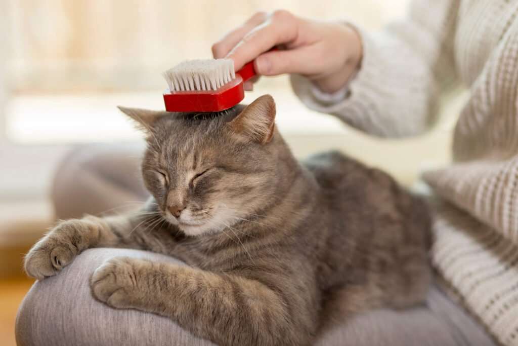 Grooming a pet: heres how to clean the eyes, ears and ...