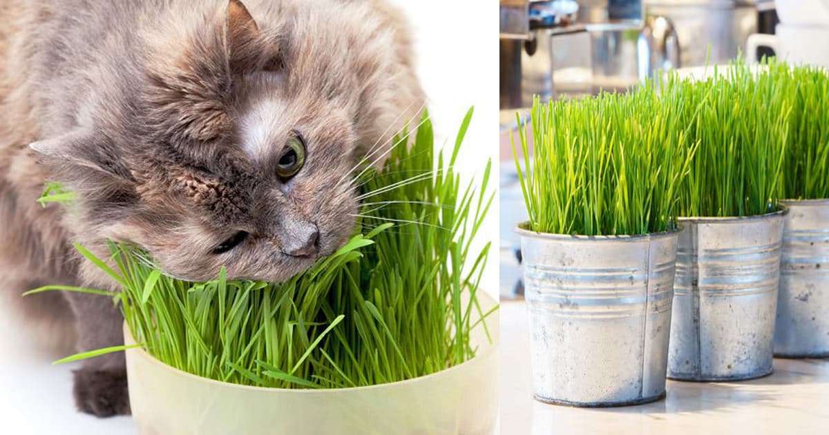 Growing Cat Grass Indoors