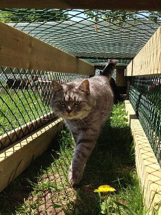 Guest Post: Building Your Cats Dream Catio  Lincoln ...