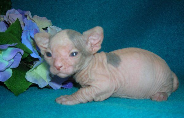 Hairless Sphynx kittens FOR SALE ADOPTION from Stockton Maryland ...