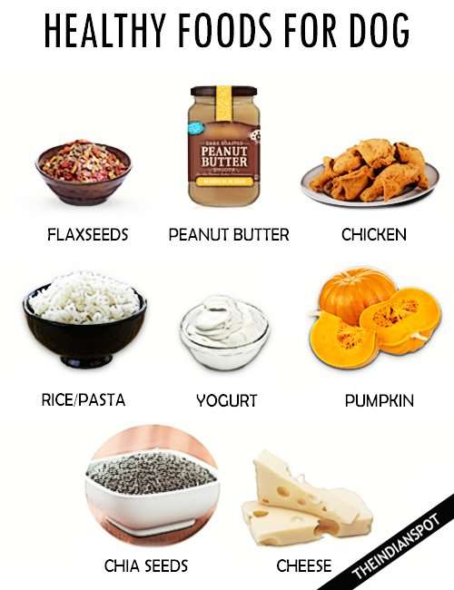 HEALTHY FOODS FOR YOUR DOG