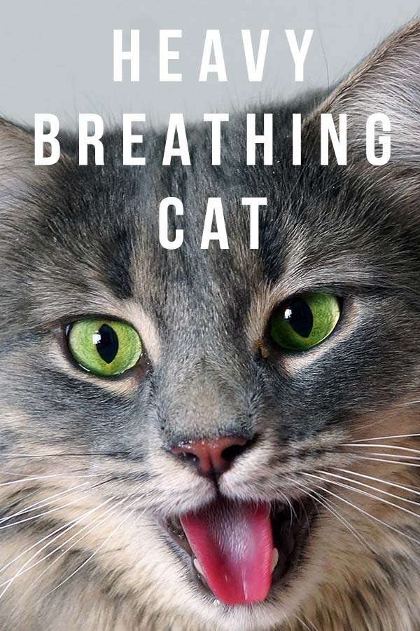 Heavy Breathing Cat