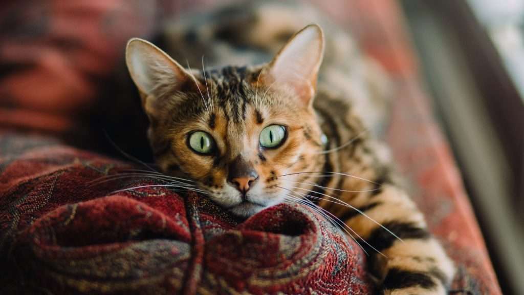 Heavy Breathing in Cats: Causes, Concerns &  Actions to Take