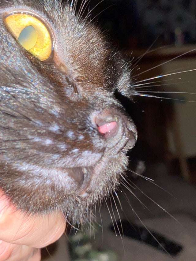 HELP! I think my cat has a nasal polyp. He has been ...