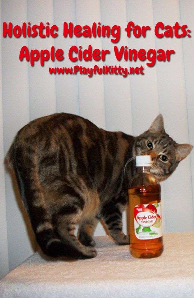 Holistic Healing for Cats: Apple Cider Vinegar