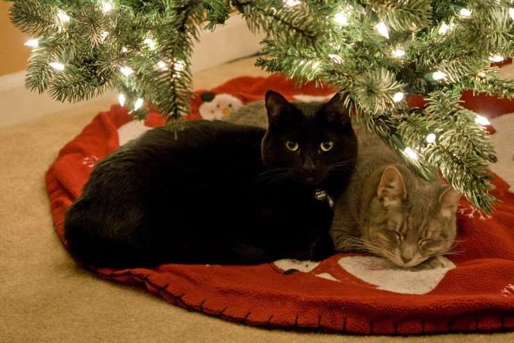 Holly, Mistletoe and Other Christmas Plants Toxic to Cats