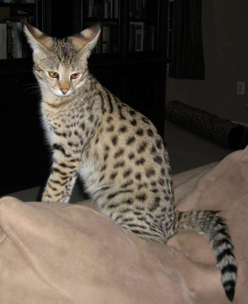 Home raised intelligent Savannah FOR SALE ADOPTION from ...