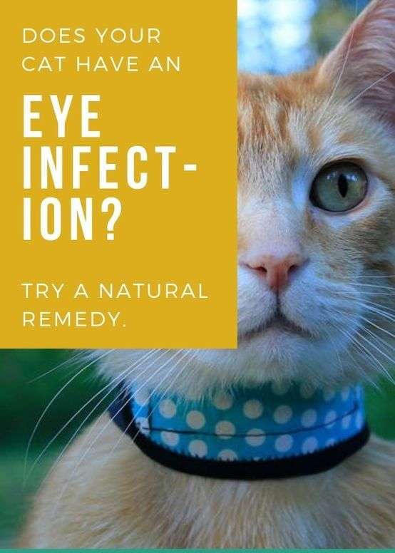 Home Remedies for Cat Eye Infection in 2020