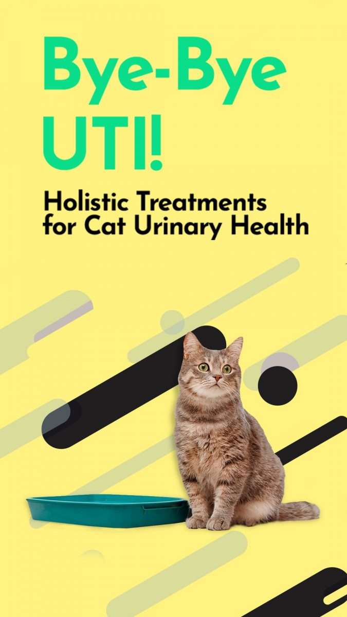 Homemade Cat Food For Urinary Tract Problems