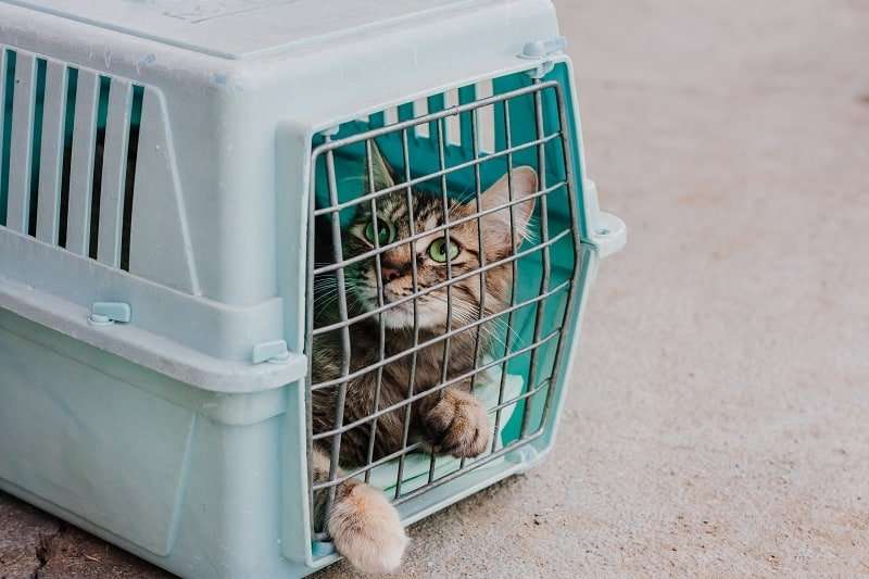 How Big Should A Cat Carrier Be?