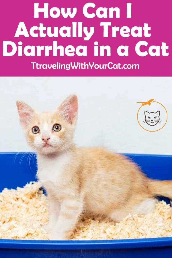 How can I actually treat diarrhea in a cat?