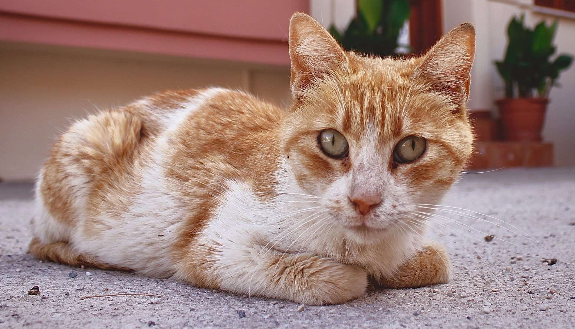 How Can I Tell If a Stray Cat is Pregnant?