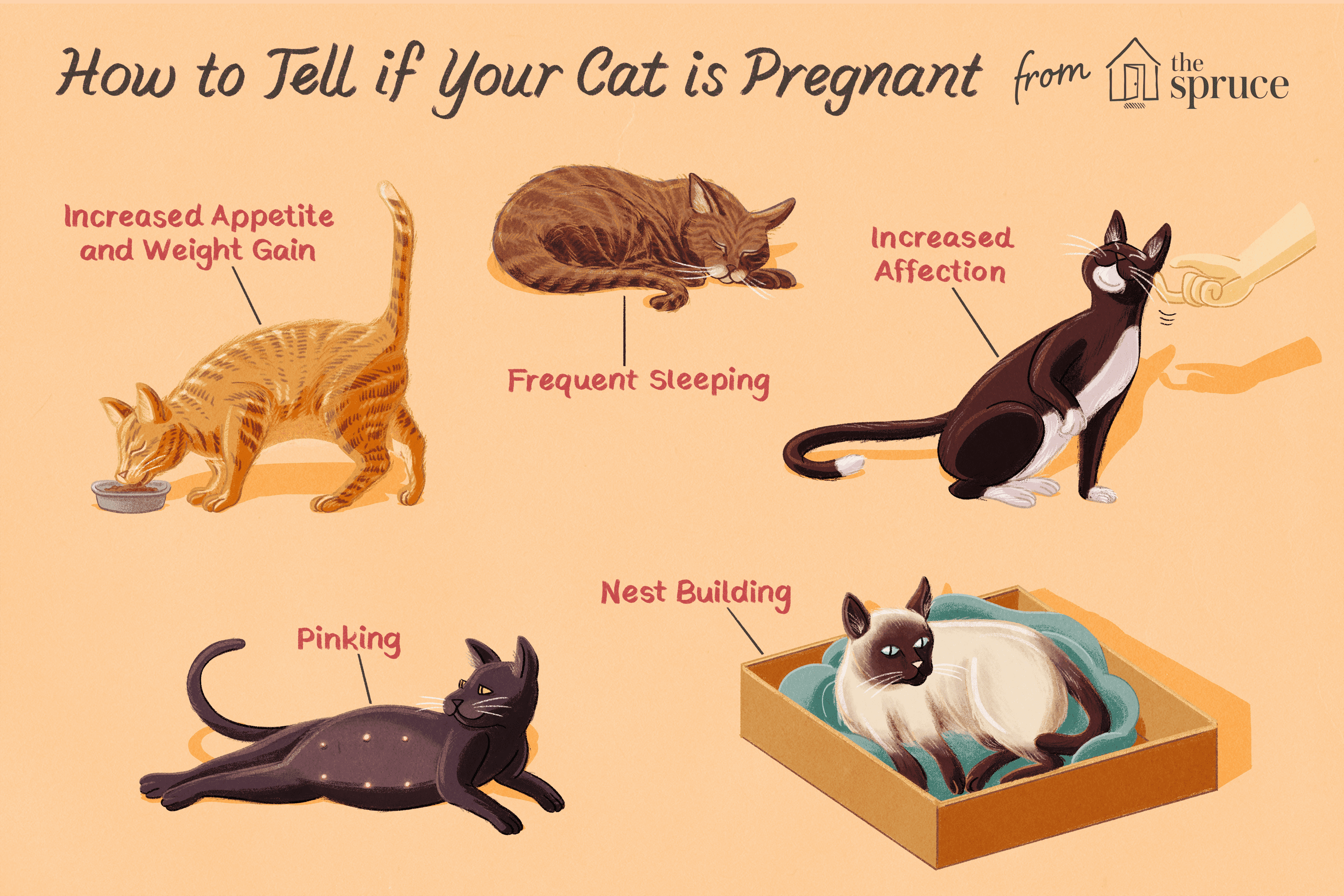 How Can I Tell If My Cat Is Pregnant?