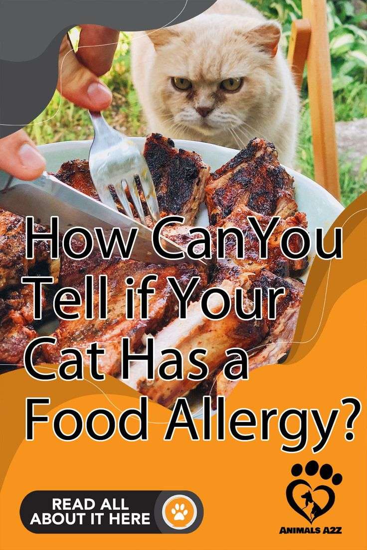 How Can You Tell if Your Cat Has a Food Allergy?