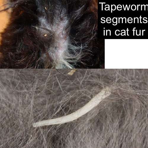 How Can You Tell If Your Cat Has A Tapeworm