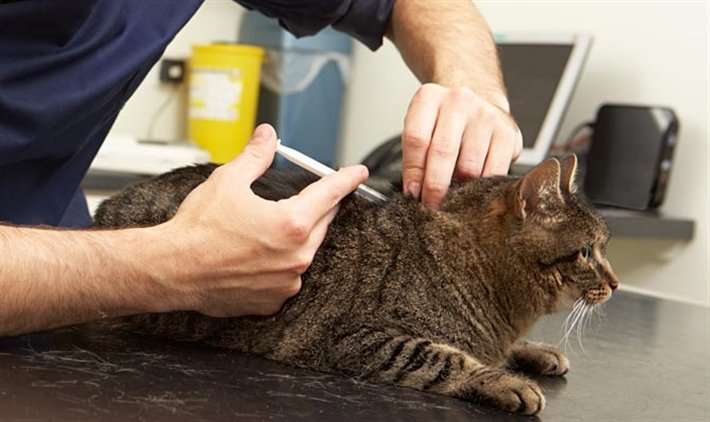 How Cats Are Microchipped