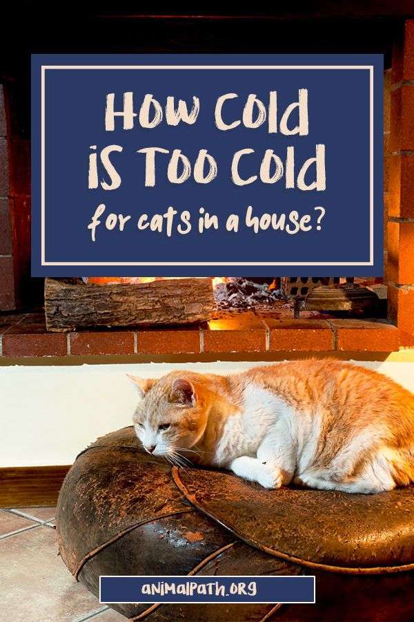How Cold Is Too Cold For Cats In a House in 2021