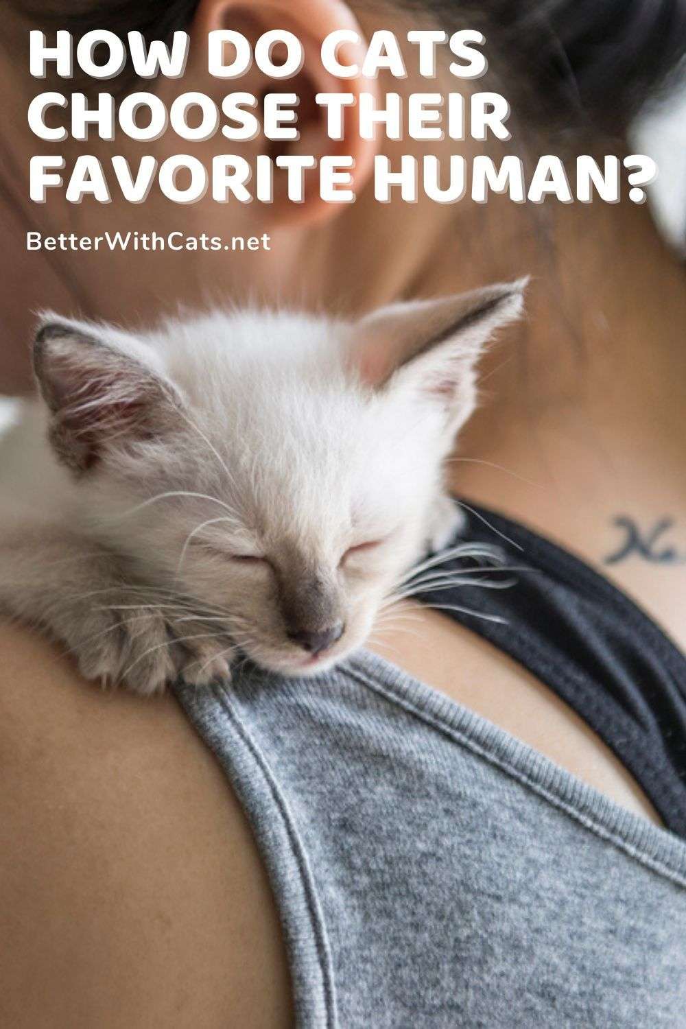 How Do Cats Choose Their Favorite Human? (Answered ...
