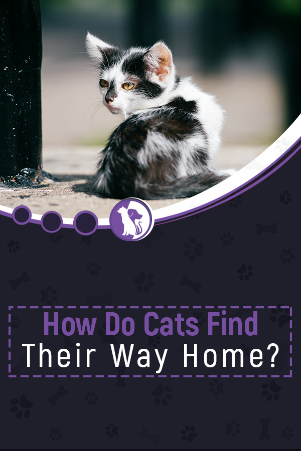 How Do Cats Find Their Way Home?