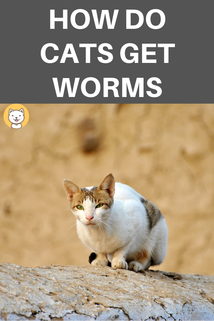 How Do Cats Get Worms: Quite A Hard Question!