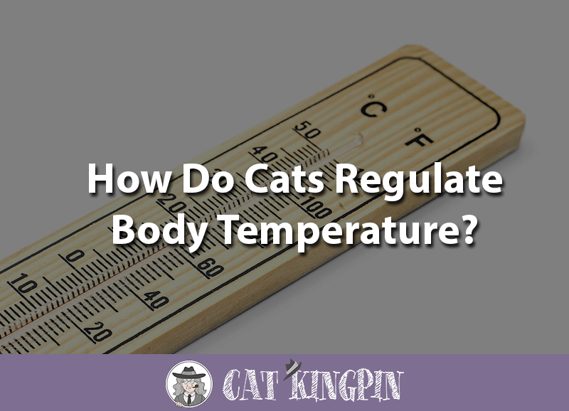 How Do Cats Regulate Body Temperature?
