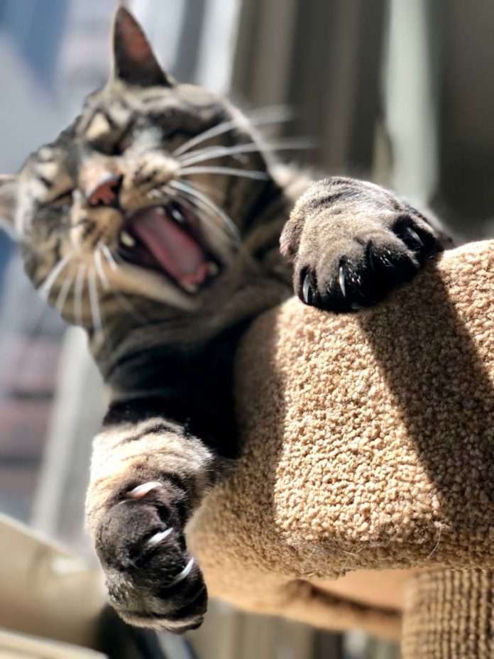 How Do Cats Retract Their Claws? [2021 Fully Explained]