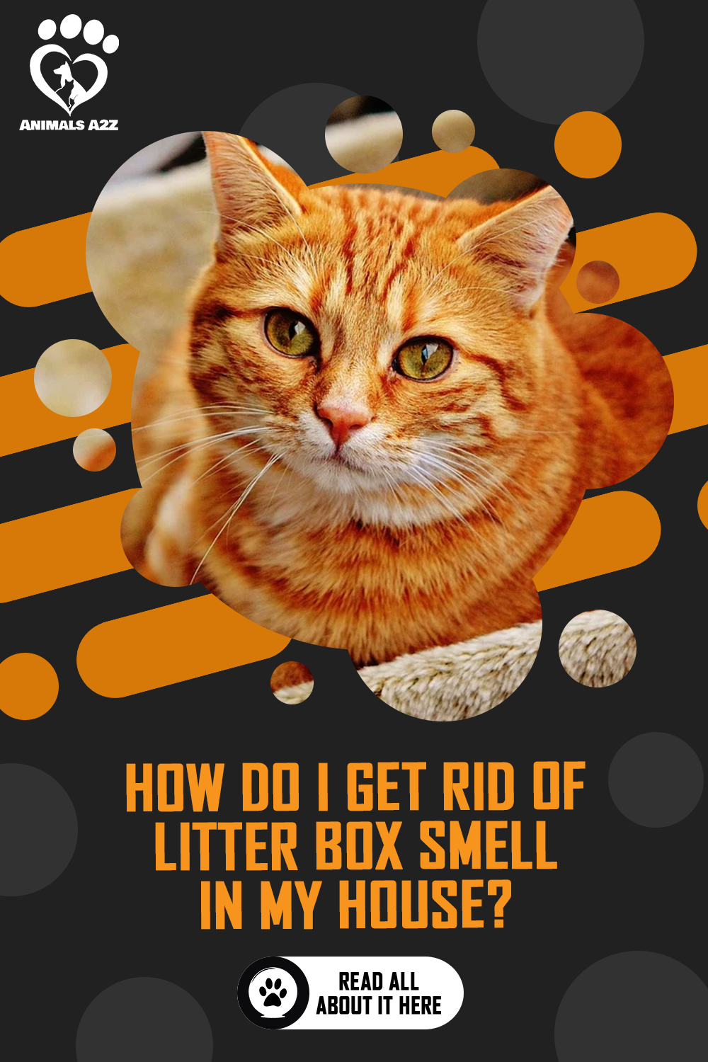 How Do I Get Rid of Litter Box Smell in My House? [ Detailed Answer ...