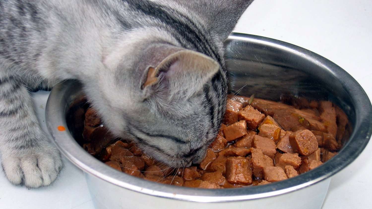 How do I Transition My Cat From Dry Food to Wet Food ...