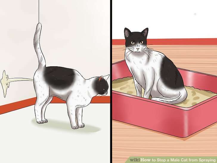 How Do Male Cats Pee - LoveCatsTalk.com