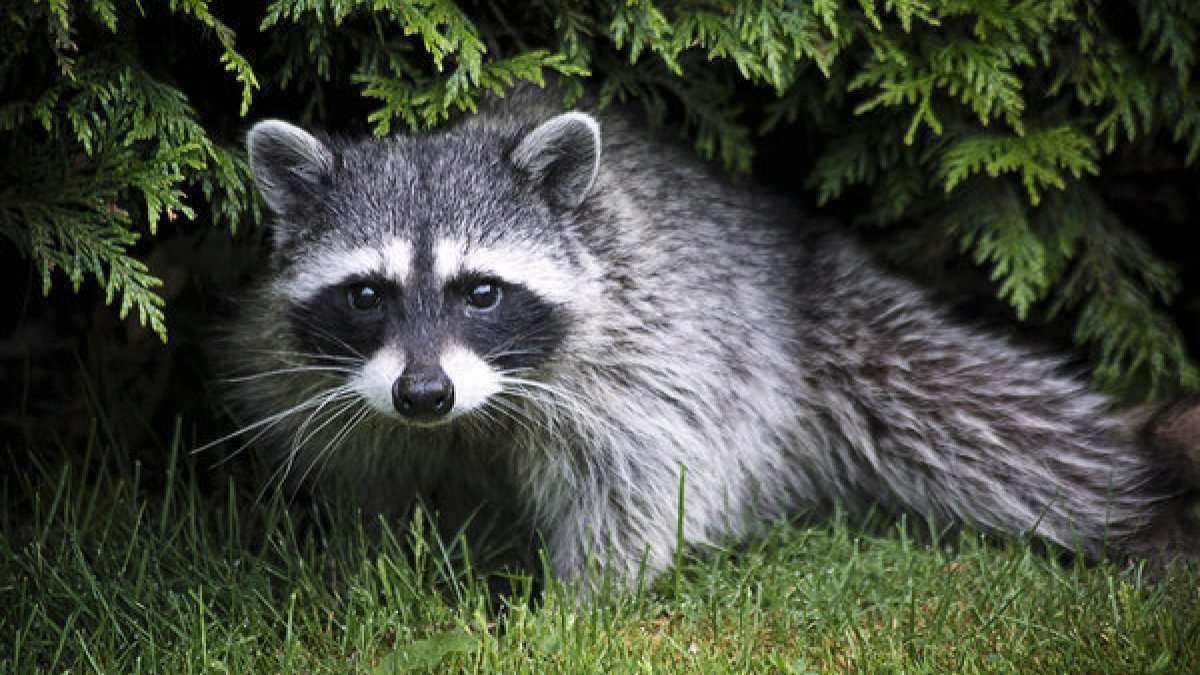 How do Raccoons interact with their environment and humans ...