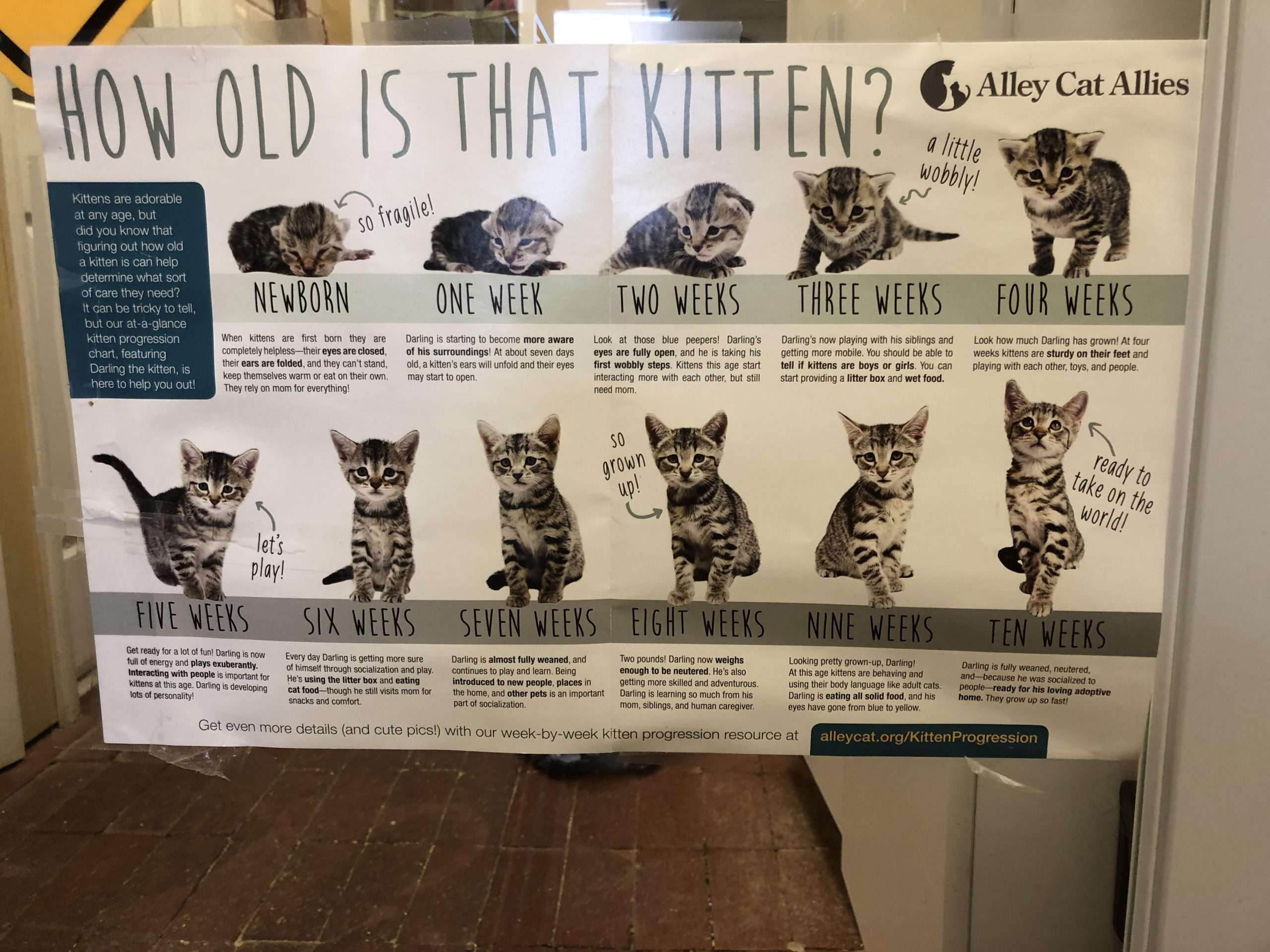 How Do You Determine How Old A Cat Is