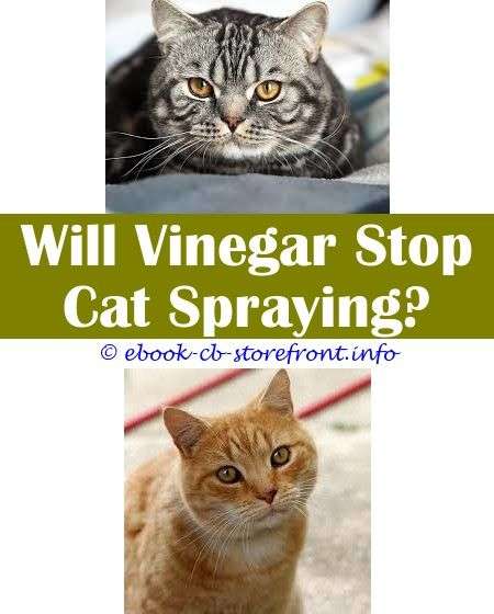 How Do You Get Rid Of Cat Spray Smell Outside
