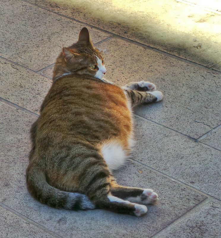 How Do You Know If A Cat Is Pregnant Or Just Fat