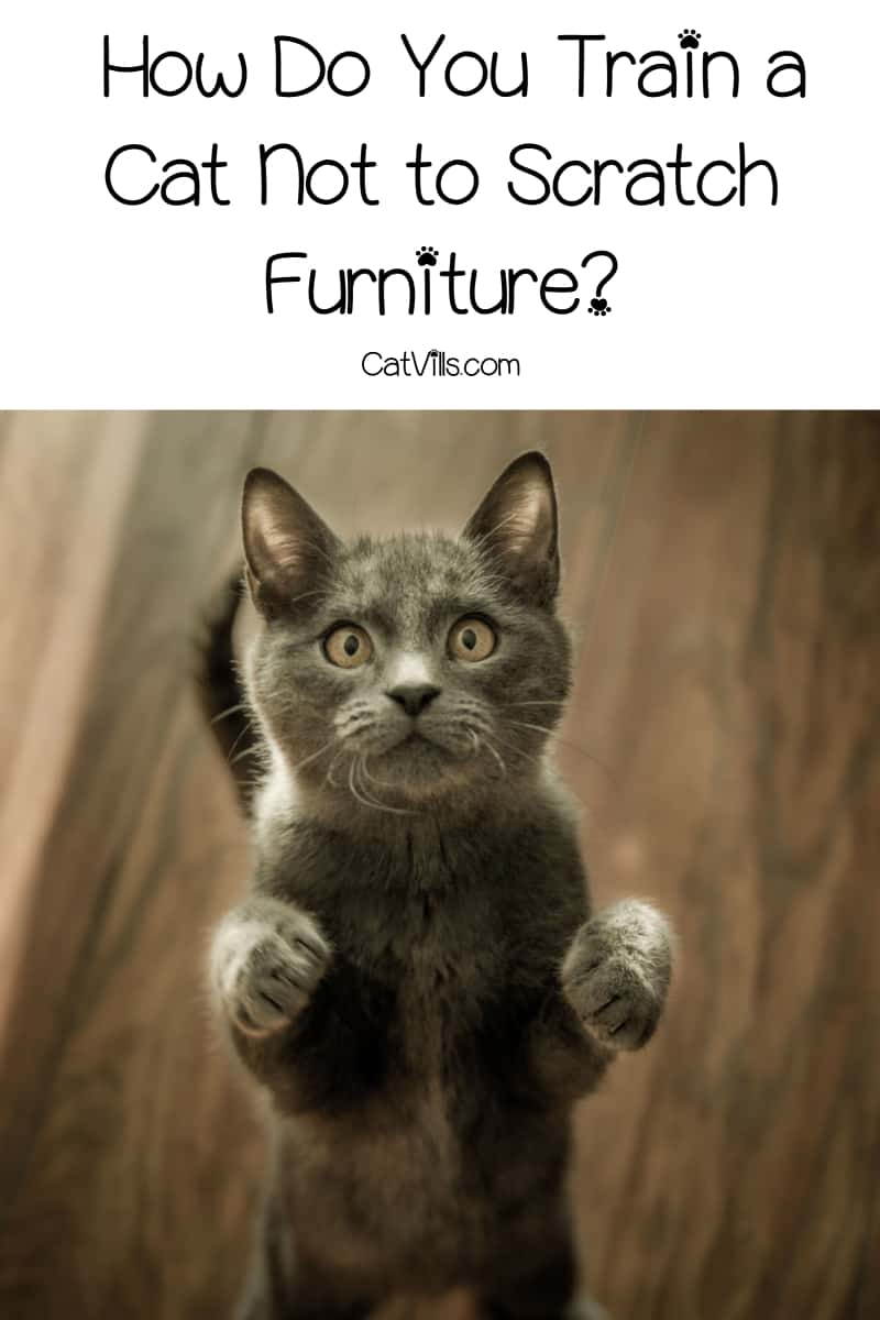 How Do You Train a Cat Not to Scratch Furniture?