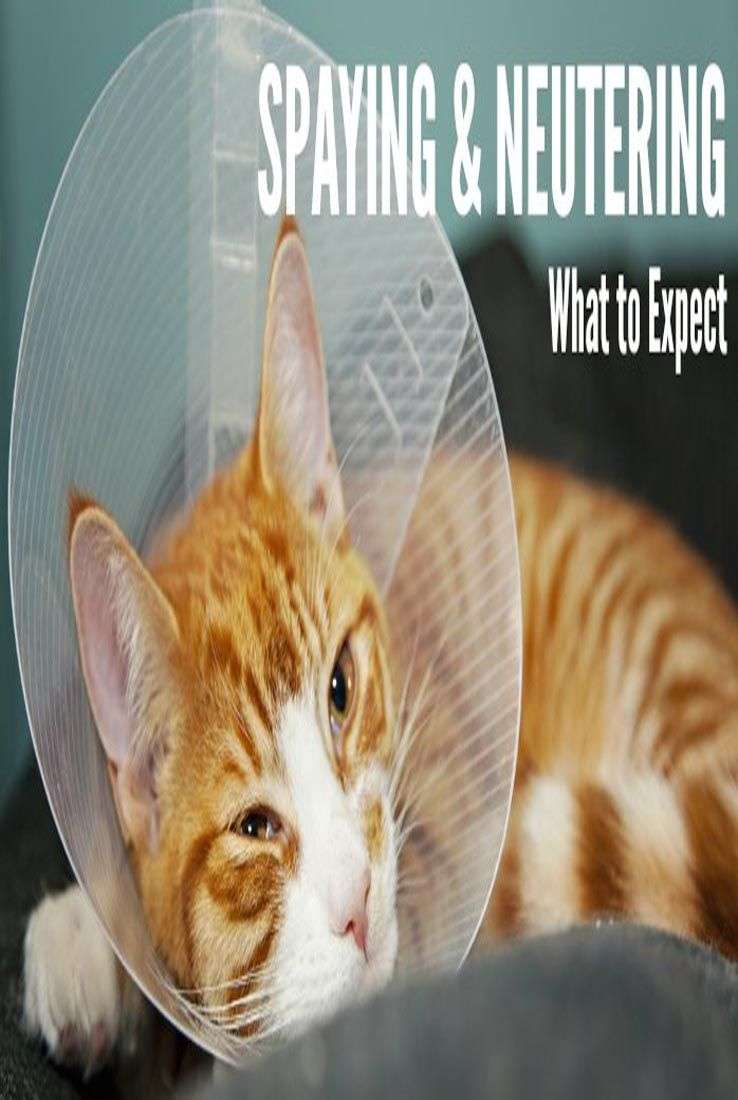 How Does A Cat Act After Being Spayed