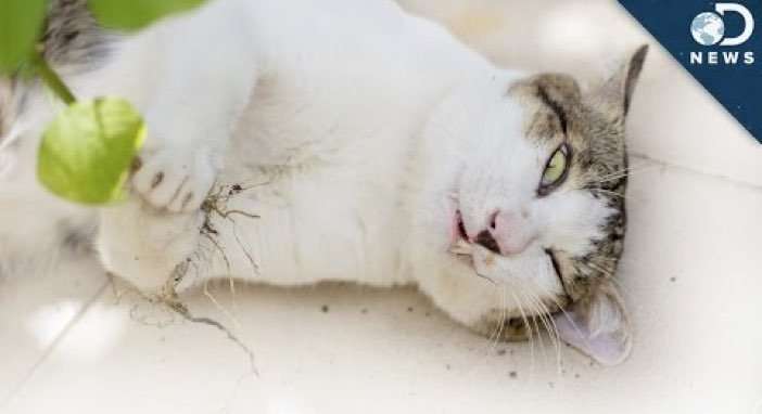 How Does Catnip Get Cats High? [VIDEO]