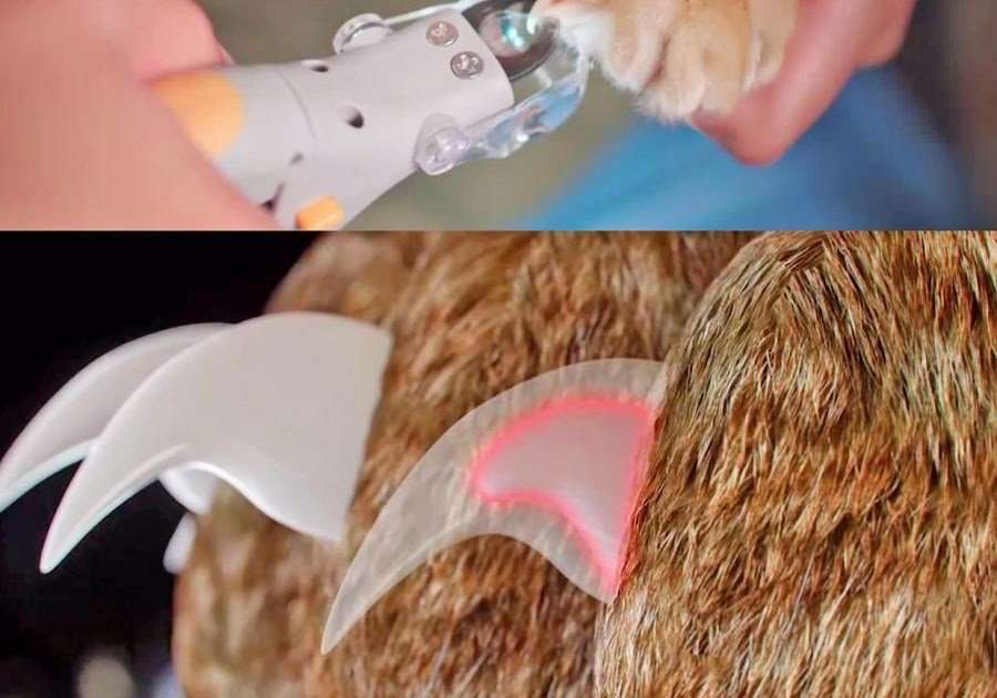 How Early Can You Cut Your Cat