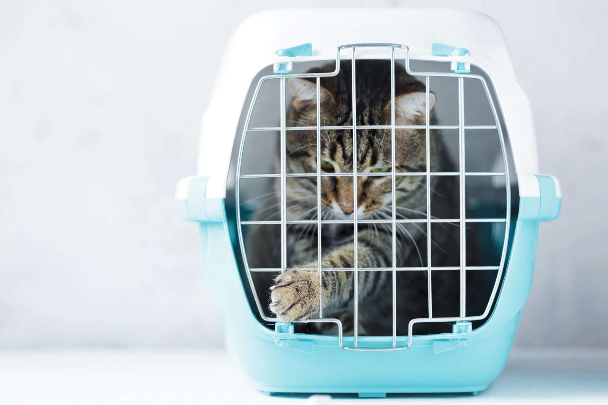How Large should a Cat Carrier Be? (size guide for your cat)