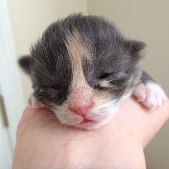 How Long Before Newborn Kittens Open Their Eyes