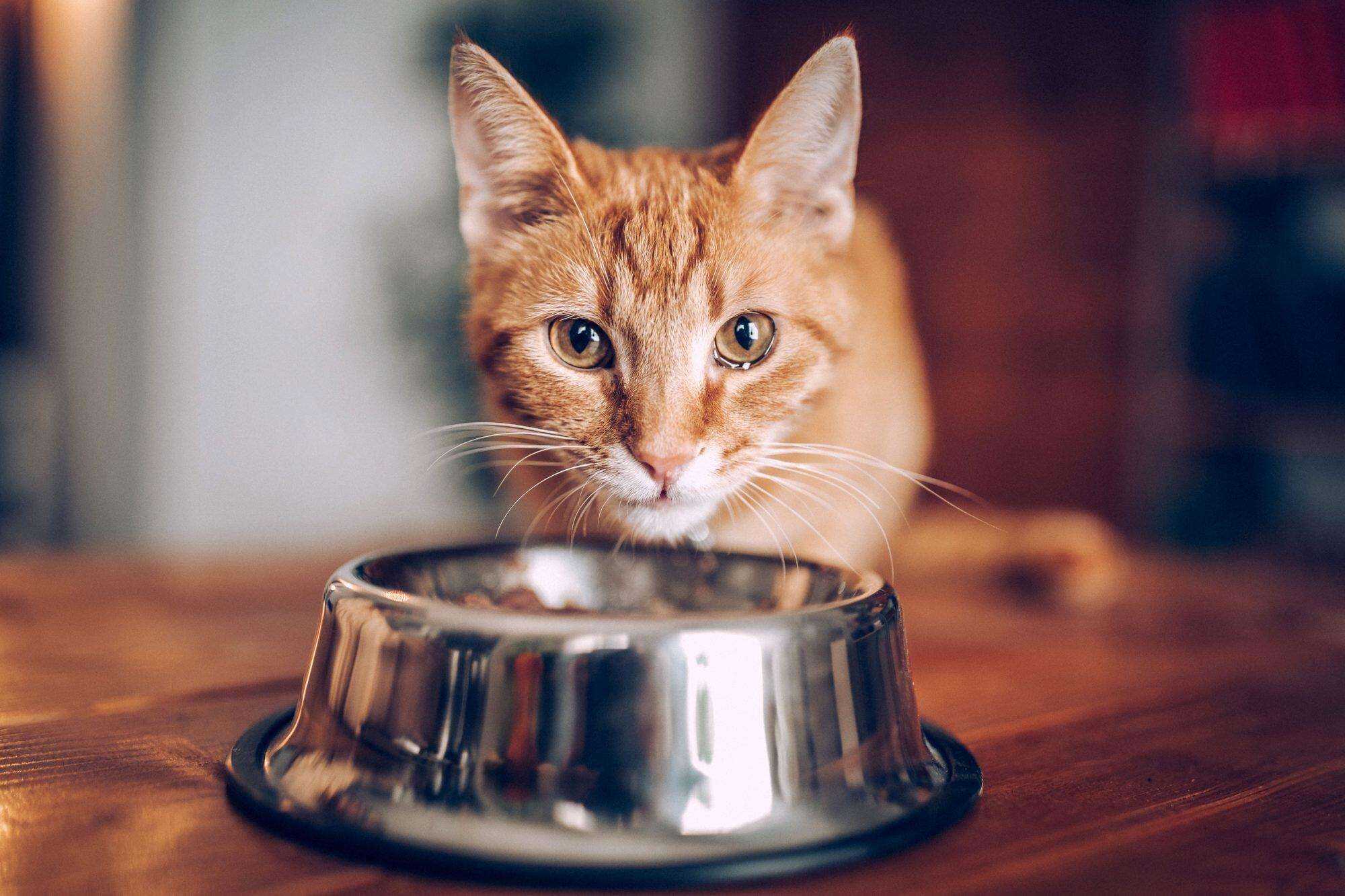 How Long Can a Cat Go Without Eating?