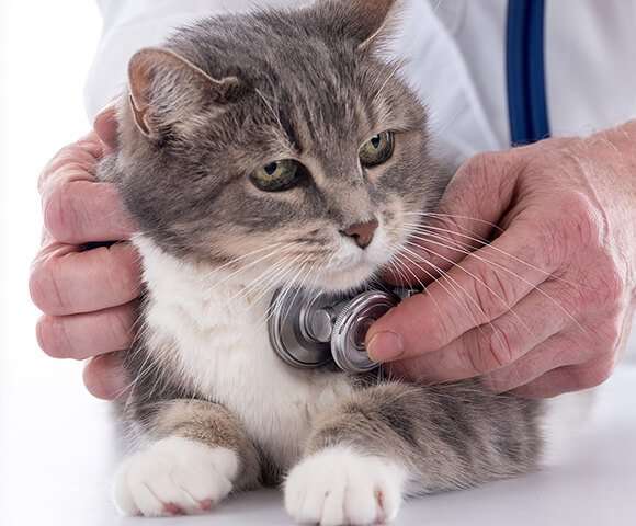 How Long Can A Cat Live With Fluid In Lungs? â Healthy Kitty