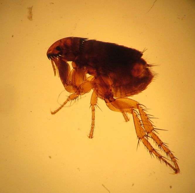 How Long Can Cat Fleas Live In Carpets