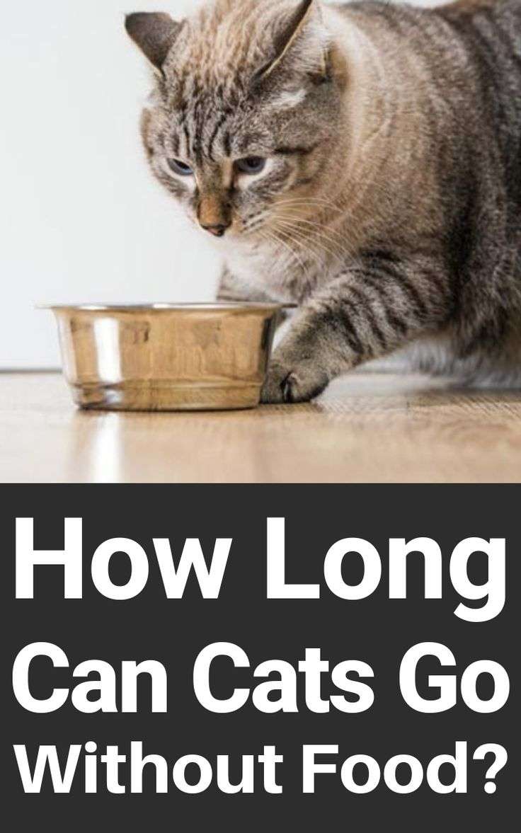 How Long Can Cats Go Without Food?