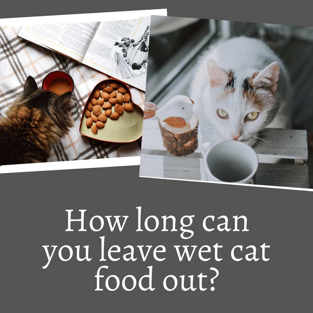 How long can you leave wet cat food out?