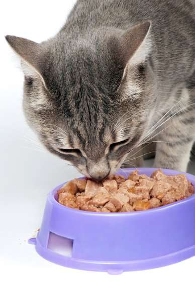 How Long Can You Safely Keep Cat Food Out For?