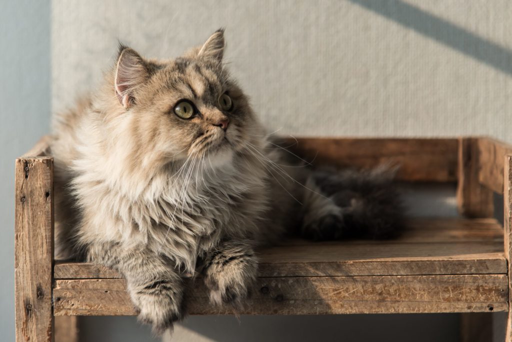 How Long Do Indoor Cats Live? Everything You Need To Know ...