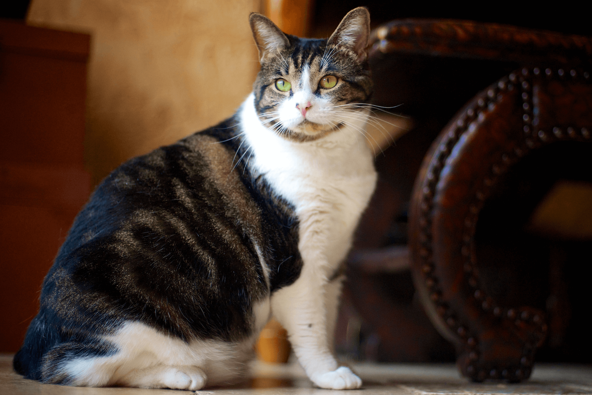 How Long Do Indoor Cats Live? Life Cycle of Cats