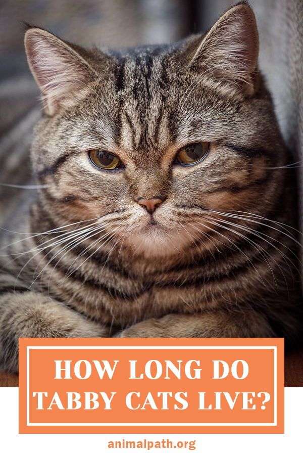 How Long Do Tabby Cats Live in 2021